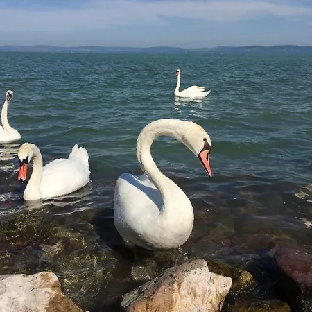 Apartament Zawia Apartman