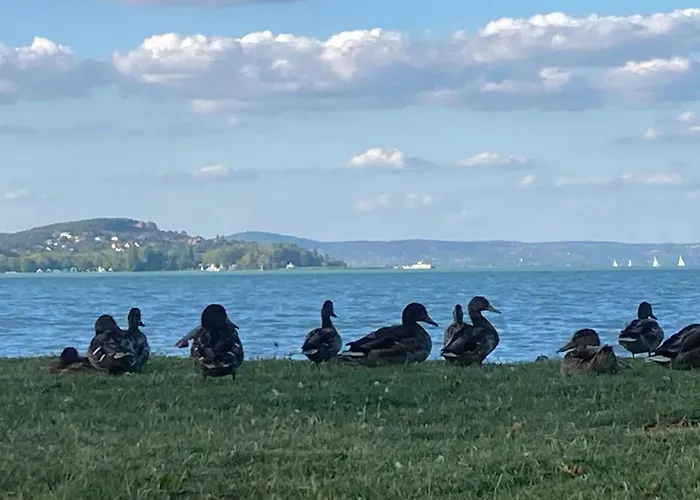 Zawia Apartman Balatonfoldvar
